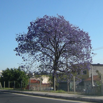 紫色のイペーの花 地球の反対側にて ブラジル生活つれづれ