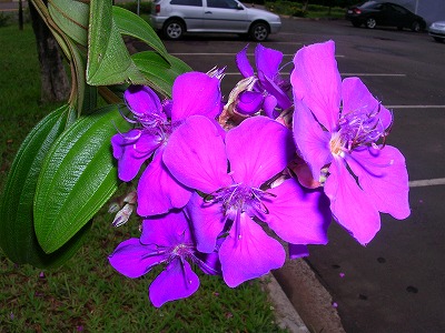 紫色の花 地球の反対側にて ブラジル生活つれづれ