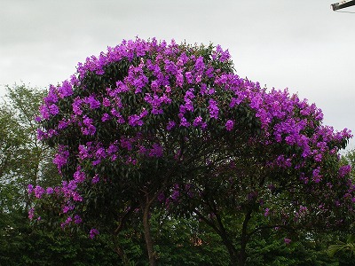 紫色の花 地球の反対側にて ブラジル生活つれづれ